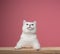 cute white cat leaning on wooden counter looking up curiously on pink background