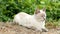 Cute white cat resting in the garden in 4K VIDEO.