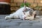 Cute white cat is resting in the yard. The white cat lies and basks in the sun