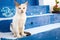 Cute white cat sitting on blue and white stairs in santorini, greece