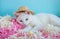 A cute white cat in a straw hat is lying on the tinsel next to the eggs. Easter Concept