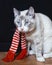 Cute white cat in striped scarf sitting on the floor looking sadly