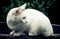 Cute white cat in Thailand retro filter effect