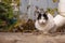 A cute white cat with yellow eyes on ground