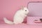 Cute white chinchilla with a pink suitcase on a pink background