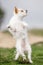 A cute white Chorkie puppy dog jumping in a field against the sky