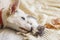 Cute white dog cleaning little sleepy kitten on soft bed in autumn leaves. Adoption concept. Dog grooming kitty on cozy blanket,