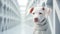 Cute white dog with floppy ears put on a handsome costume in the aquarium