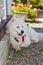 Cute white dog in garden