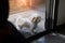 Cute white dog of Maltese breed closed on the balcony, waiting for its owner to come home.