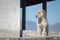 Cute white dog Ragged and hungry Standing on the stairs with sky and mountainon