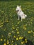 Cute white dog sitting among yellow wildflowers in sunny meadow. Summer travel with pet. Danish spitz doggy and dandelion flowers