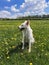 Cute white dog sitting among yellow wildflowers in sunny meadow. Summer travel with pet. Danish spitz doggy and dandelion flowers