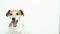 Cute white dog on white background. yawning, smiling. Video footage