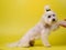 cute white dog on a yellow background