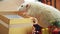 Cute white domestic rat