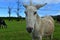 Cute White Donkey in a Field of Cows