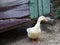 Cute white duck walking around the barn yard