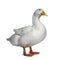 Cute white duck on white background