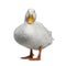 Cute white duck on white background