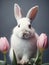Cute white Easter bunny with pink spring tulips on dark grey background. Close-up of a fluffy pet rabbit. Generative AI