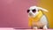 A cute white easter bunny wearing a scarf and sunglass, pink and yellow background with copy space, Generative AI