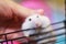 Cute White Exotic Little Baby Winter White Dwarf Hamster on owner hand, happy playing on cage bar. Winter White Hamster is also