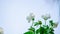 Cute white flower in clear sky background, Nature screen copy-space