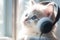 Cute white fluffy kitten listening to music through headphones