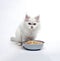 Cute white fluffy kitten sitting near the bowl of pet food. AI generated