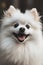 Cute white fluffy Pomeranian dog looking straight into the camera. Macro shot of the face with playful expression. Loyal friendly