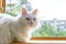 Cute white fluffy sweet cat enjoy laying on window at home on warm sunset evening sunlight. Calm pensive sunbathing