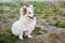 Cute, white, fluffy, trained dog sits on grass, performing hos