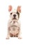 Cute almost white french bulldog puppy sitting straight up looking at the camera seen from the front isolated on a white backgroun