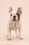 Cute almost white french bulldog puppy standing looking at the camera on a creme colored background