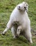 Cute white furred Rocky mountain goat playing