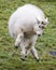 Cute white furred Rocky mountain goat playing