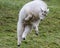 Cute white furred Rocky mountain goat playing