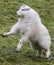 Cute white furred Rocky mountain goat playing