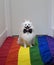 Cute white German Spitz Pomeranian using a necktie seated on the floor white a rainbow flag gay pride