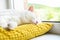 Cute white and ginger cat sleeping at pillow on windowsill.