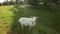 A cute white goat grazes in the countryside, looks at the camera.