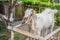 Cute white goat with horns standing tall in a goat pen at desa dairy farm calf pen