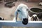 Cute white goat, lovely, Animal