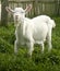 Cute white goat yeanling