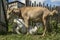 Cute white goatling Eats milk from a mom-goat. Village or farm.