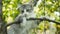 Cute white-gray cat sitting on a tree and watching nature, funny animals, kitten is resting and observing garden, funny animals ha