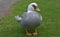 Cute White and Gray Duck with Ruffled Wings