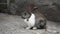 Cute white and gray rabbit sits motionless on the ground in the street