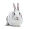Cute white with grey shorthair bunny sitting